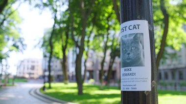 Ağaçta asılı kayıp kedi resmi olan bir poster. Sahipleri evcil hayvanı arıyor. Ödül veriyor.