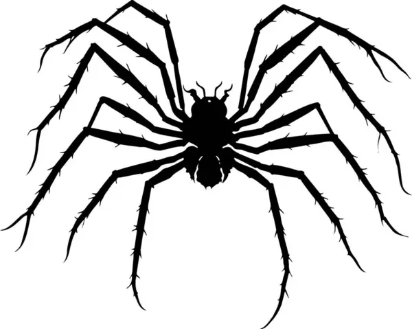 Cadılar Bayramı Vektörünün Siyah Örümceği