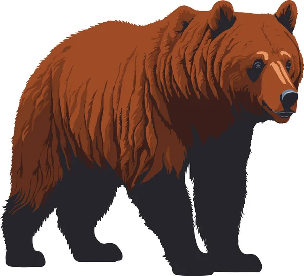 Barna Medve Illusztráció Vektor Részletes — Stock Vector