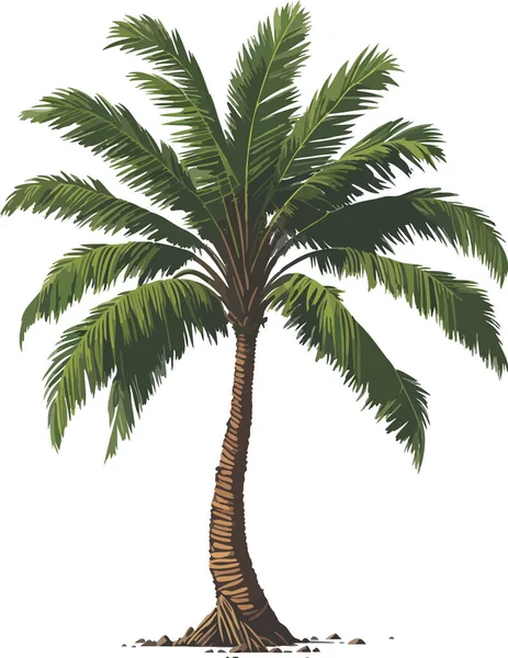 Palmiye Ağacı Çizimi Vektör Biçimi