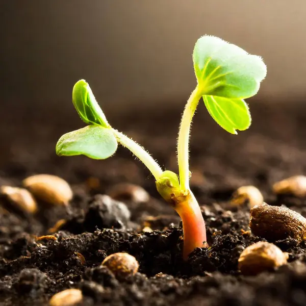 Toprak Zemini Yakından Görüntü Yüksek Kaliteli