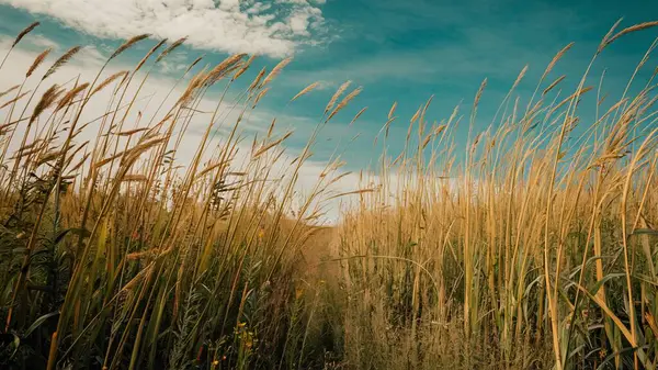 Mavi gökyüzüne karşı rüzgarda esen uzun otlar.