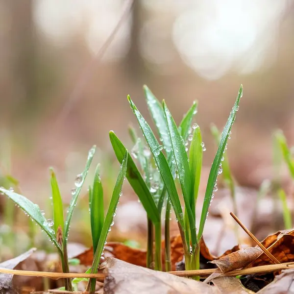 Çimenlikteki Bahar Sabahı Çiyi
