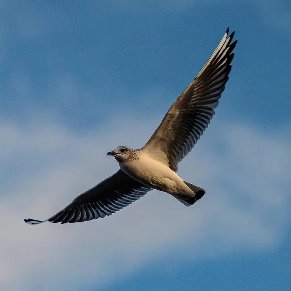 Gökyüzünde Uçan Özgür Kuş