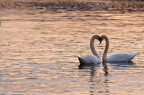Two Water Birds Cygnus Olor Vltava River Shaped Swan Heart — Stock Photo, Image