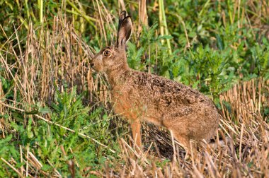 Bunny Lepus europaeus dinleniyor ve sahada güneşli bir yerde yemek yiyor. Çek Cumhuriyeti 'nde çok genişletilmiş bir tavşan. Yaz akşamı..