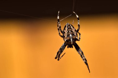 Dev bahçe örümceği dokumacı, Araneidae familyası, muhtemelen Araneus diadematus. Turuncu arka planda izole edilmiş..