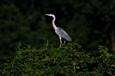 Ardea cinerea namı diğer Grey Heron. Doğal ortamında görkemli balık yiyen kuş. Gölün üstündeki çalılığın tepesinde duruyordu. Hustopece nad Becvou, Valasske Mezirici yakınlarında. Çek Cumhuriyeti doğası.