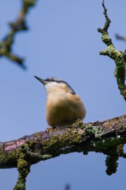 Kuş Sitta europaea diğer adıyla Avrasya tımarhanesi ağaçta oturup yiyecek arıyor. Güneşli bir yaz günü. Çek Cumhuriyeti doğası.