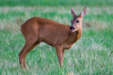 Capreolus capreolus Avrupa yumurtası geyiği bir tarlada ağzı ve dili açık. Yaz akşamı, Çek Cumhuriyeti doğası.