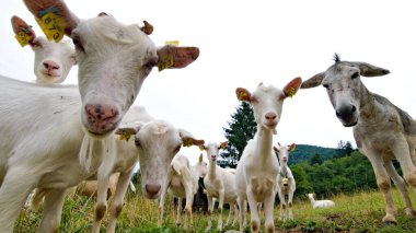 Komik bir hayvan fotoğrafı. Birçok meraklı keçi ve eşek yürüyüş sırasında kameraya bakar. Bohinj Gölü yakınlarındaki Triglav Ulusal Parkı 'nda küçük bir dağ çiftliği. Slovenya.