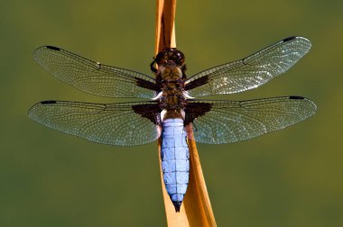 Libellula depressa dragonfly namı diğer Geniş gövdeli Chaser kuru çim samanında oturuyor. Bulanık arka planda izole edilmiş. Çek Cumhuriyeti 'nde Gölet.