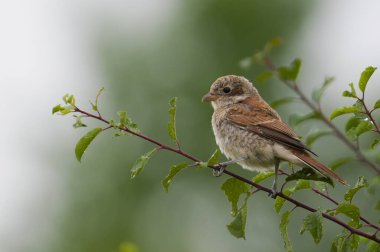 Lanius Collurio 'nun bebeği diğer adıyla Kızıl Sırtlı Shrike dalda oturuyor. Yeşil bulanık arkaplan, yaz, Çek Cumhuriyeti doğası.