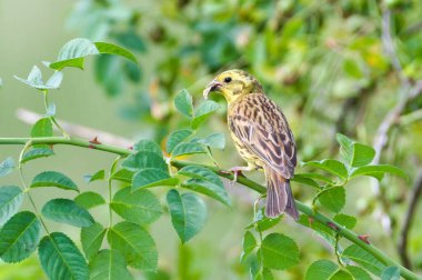 Emberiza citrinella, nam-ı diğer sarı çekiç. Güzel sarı kuş ağaçta oturuyor ve gagasında böcek yiyor. Güneşli bir yaz günü. Çek Cumhuriyeti doğası. 