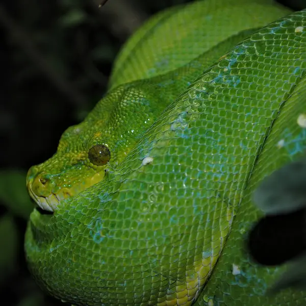 Morelia Viridis Aka Green Tree Python Wisi Drzewie Praskim Zoo — Zdjęcie stockowe