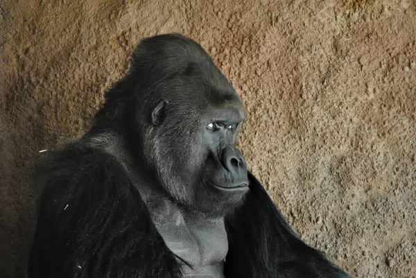 Portrait Gorille Zoo Prague Incroyable Regard Oeil Oeil Très Intense — Photo