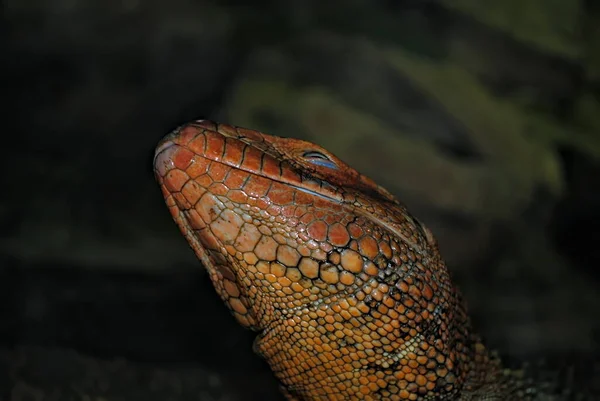 Lizard reptile colourful skin on his head.