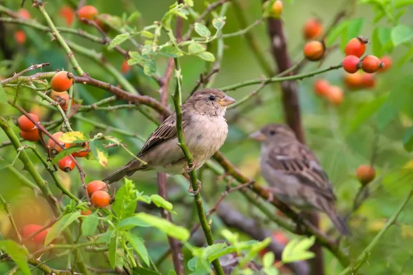 Passer domesticus sürüsü namı diğer yaşam alanındaki serçesi yerleşim alanına yakın bir yerde. Brier Brick 'in üzerinde oturuyor. Çek Cumhuriyeti 'nde yaygın bir kuş. Yaz sonu..