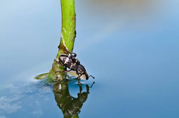 Bug Portrait镜像反映在水面上 甲壳虫看着池塘的表面 看到了自己的形象 来自捷克共和国的线虫昆虫在一个有趣的位置被捕获 卷曲鸟 是我吗 — 图库照片
