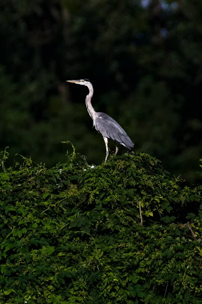 アーディー シネレア グレー ヘロン 彼の生息地で鳥を食べている雄大な魚 池の上の茂みの上に立っている ヴァラスキー メシリッチの近くに ホストフェッツ ベクヴォー — ストック写真