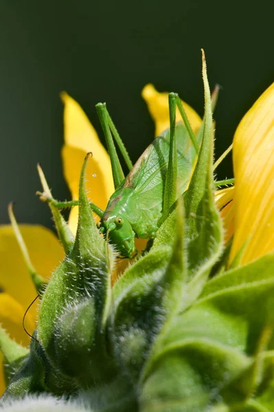在阳光明媚的夏日午后 Grasshopper Tettigonia Cantans 也会在向日葵上吐出与葡萄 Tettigonia Viridissima 非常相似的绿色丛林蟋蟀 捷克共和国的性质 — 图库照片