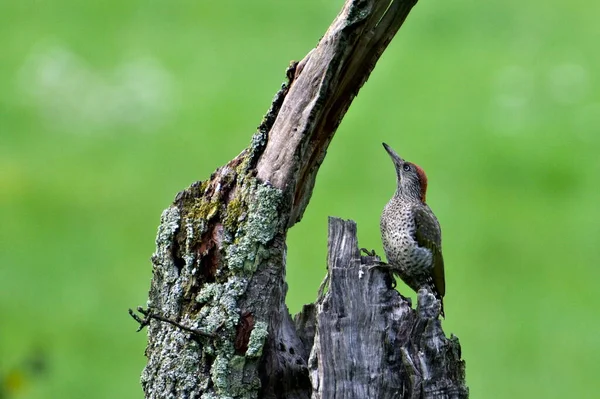 Kuş Picus Viridis Namı Diğer Yeşil Ağaçkakan Kurumuş Ağaçta Oturuyor — Stok fotoğraf