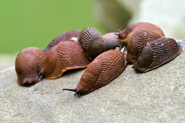 Arion Vulgaris Aka Spanish Slug 是欧洲最具侵略性的动物也是每个园丁的最大敌人捷克共和国的性质 — 图库照片