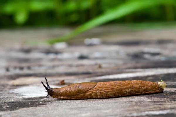 Arion Vulgaris Aka Spanish Slug Most Invading Animal Europe Biggest — Stock Photo, Image