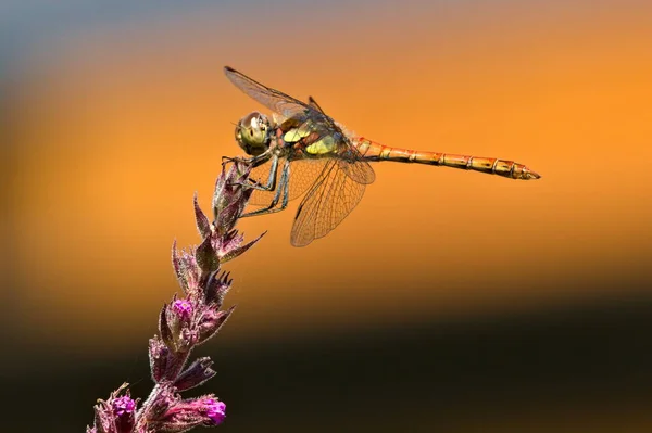 Dragonfly Sympetrum Striolatum Aka Darter Comum Está Sentado Flor Violeta — Fotografia de Stock