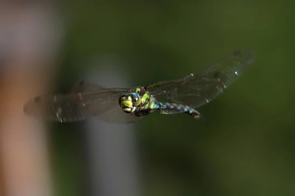 Stop Motion Foto Der Fliegenden Libelle Über Dem Teich Sommer — Stockfoto