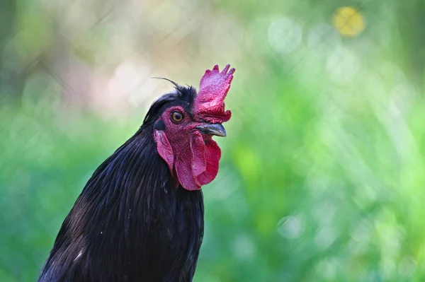 Cock Yard Guarding His Chickens Close Detailed Portrait Rooster Small — Stock Photo, Image
