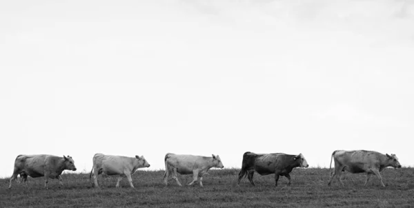 有趣的动物图片 奶牛排成一排在田野地平线上 被白色隔离了黑白编辑的照片 天空中有大量文字空间 — 图库照片