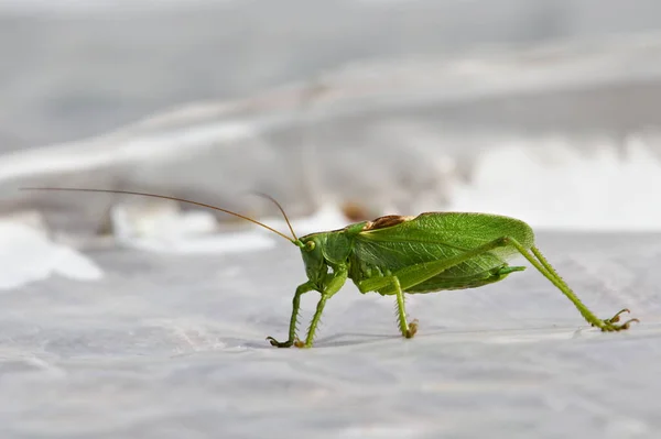 Grasshopper Tettigonia Cantans Aka Twitter Green Bushcricket Very Similiar Tettigonia — Φωτογραφία Αρχείου