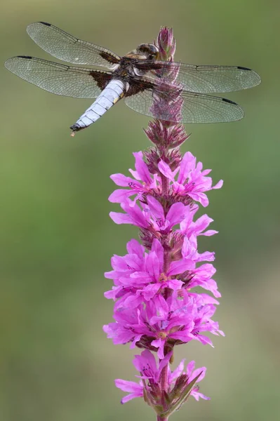 Libellula Depressa Vážky Aka Broad Body Chaser Sedí Kvetoucí Růžové — Stock fotografie