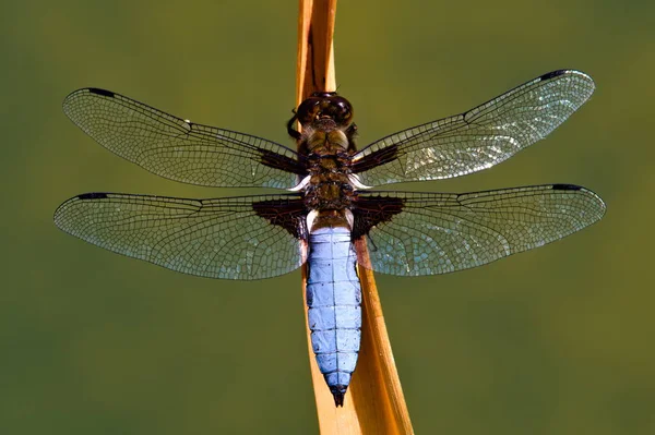 Libellula Depressa Dragonfly Aka Broad Bodied Chaser Está Sentado Paja — Foto de Stock