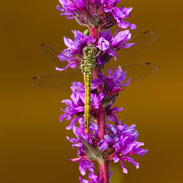 Libelle Sitzt Auf Der Blüte Violette Blume Über Dem Teich — Stockfoto
