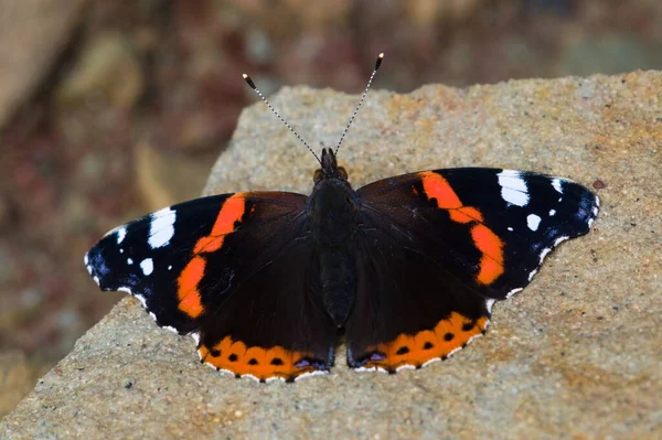Lepidoptera Vanessa Atalanta Aka Red Admiral Butterfly Sitting Stone Summer — Stock Photo, Image