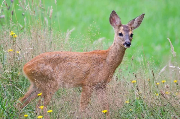 Baby Capreolus Capreolus European Roe Deer Just Noticed Someone Watching — Stock Photo, Image