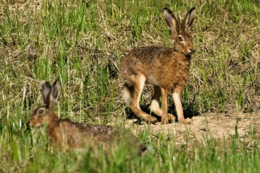 Bunny Lepus europaeus dinleniyor ve sahada güneşli bir yerde yemek yiyor. Çek Cumhuriyeti 'nde çok genişletilmiş bir tavşan. Bahar akşamı.