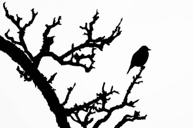 Ağaçların tepesinde çok şişman bir kuş oturuyor. Siyah beyaz siluet
