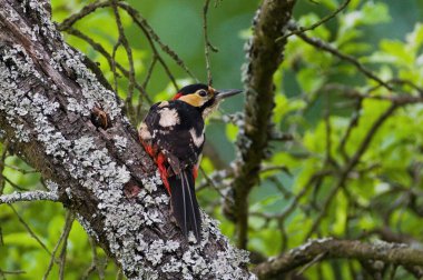 Dendrocopos Major namı diğer Büyük Benekli Ağaçkakan. Çek Cumhuriyeti 'nde güzel renkli ve çok yaygın bir kuş. Genellikle ağaçlara çukur kazar ve içine yuva yapar..