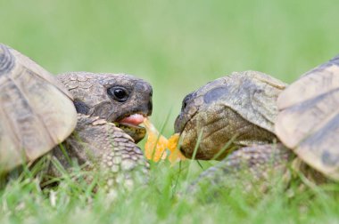 Testudo Hermanni 'nin portresi diğer adıyla Hermann' ın çimlerdeki kaplumbağası. Güney Avrupa 'daki çok kommont kaplumbağası. Çek Cumhuriyeti 'nde çok popüler bir hayvan..