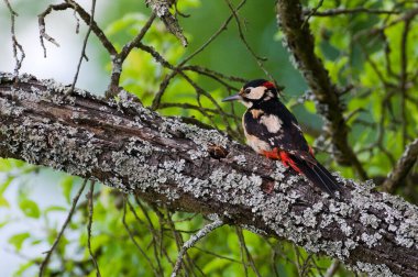 Dendrocopos Major namı diğer Büyük Benekli Ağaçkakan. Çek Cumhuriyeti 'nde güzel renkli ve çok yaygın bir kuş. Genellikle ağaçlara çukur kazar ve içine yuva yapar..
