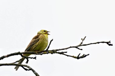 Emberiza citrinella, nam-ı diğer sarı çekiç. Güneşli bahar gününde sevimli sarı kuş taşın üzerinde oturuyor. Çek Cumhuriyeti doğası. Açık gagayla şarkı söylemek.