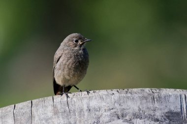 Phoenicurus ochruros, nam-ı diğer kızıl saçlı bebek güneşli bir bahar sabahı ağaçta oturuyor. Bulanık arkaplanda izole.