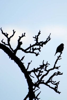 Çok şişman kuş Carduelis carduelis namı diğer Avrupa ispinozu ağaç dalının tepesinde oturuyor. Mavi arkaplanda siyah beyaz siluet.