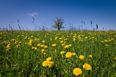 Çiçek açan karahindibalarla dolu bir çayırın ortasında ufukta yalnız bir ağaç. Çek Cumhuriyeti 'nin Velka Lhota şehrindeki çok ünlü bir ağaç. Çok eski bir solitaire akçaağaç..