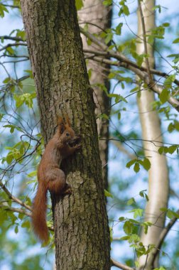 Sciurus vulgaris şirin Avrupa sincabı (kırmızı form) Çek Cumhuriyeti 'ndeki ormandaki ağaca tırmanıyor..