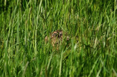 Çimlerin arasına gizlenmiş tavşan Lepus Avrupaeus 'un gözü. Çek Cumhuriyeti 'nde çok genişletilmiş bir tavşan.