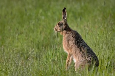 Bunny Lepus europaeus sahada. Çek Cumhuriyeti 'nde çok genişletilmiş bir tavşan. Boynunda dev parazit tiki Ixodes ricinus.